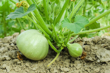 Fresh Round gourd vegetable Pakistani Kaddo sabzi Ghiya Kado pakistani, tinde ki sabji tandy...