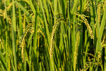 Rice ears in a paddy field