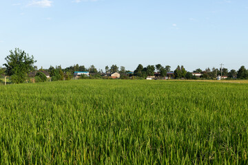 Fototapeta premium Green rice fields in rural China