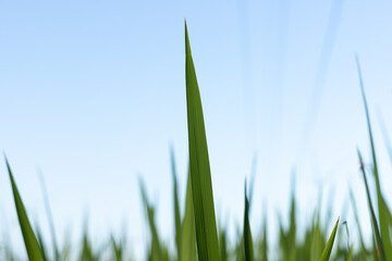 Green rice leaves in a paddy field