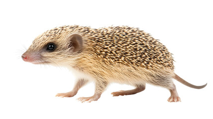 Obraz premium Cute Macro Shot of Desert Hedgehog Isolated on Transparent Background for Professional Use