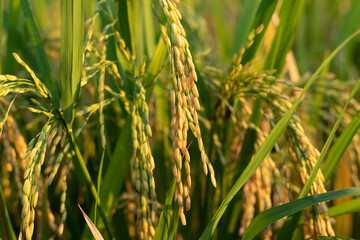Rice ears in a paddy field