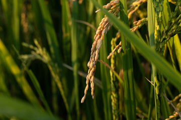 Rice ears in a paddy field