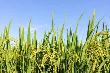 Lush rice in a rice field in the daytime sun