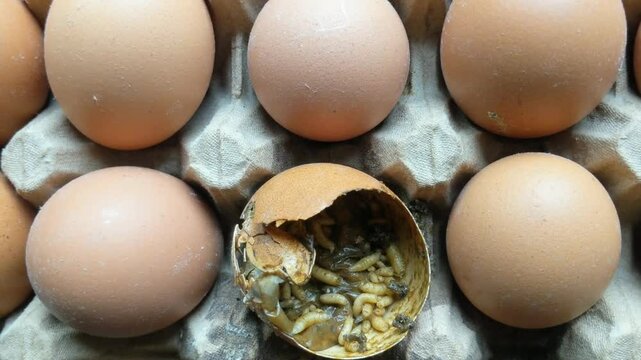 Chicken eggs in a cage that are broken and contain maggots