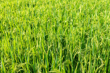 The green rice plant