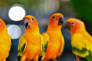 portrait sun conure aratinga solstitialis free flying parrot.