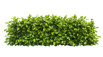 Obraz premium Beautiful Beech Hedge on Transparent Background for Creative Projects and Designs