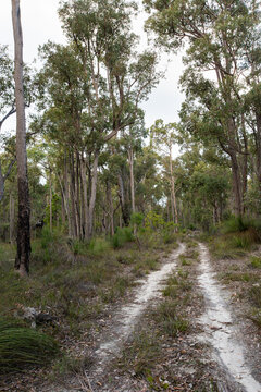 Track through Jarrah Forest with Grass Trees