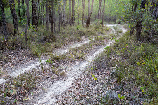 Sandy track through the bush