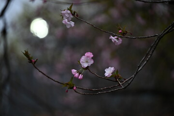 桜　御衣黄