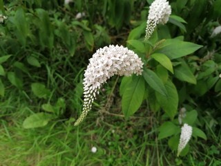 Fleurs blanche dentelle