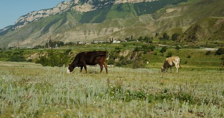 Cows graze in a pasture at the foot of green hills and rocky mountains