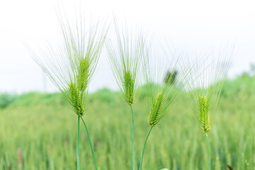 The ears of a wheat plant