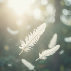 Soft white feathers float gently in sunlight, creating serene and peaceful atmosphere in nature