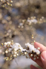 Hand holding a blooming fruit tree branch coated in fresh snow. Unseasonal snow. Shifts in climate patterns. Copy space. Shallow depth of field.