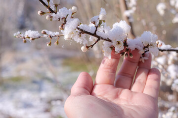 Hand holding a blooming fruit tree branch coated in fresh snow. Unseasonal snow. Shifts in climate patterns. Copy space. Shallow depth of field. 