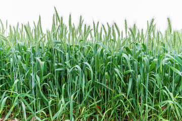 Green wheat plants