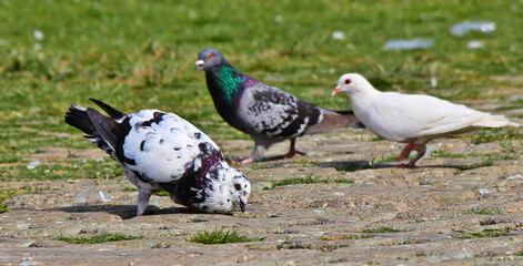 white dove on green grass
