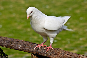 white dove on the grass