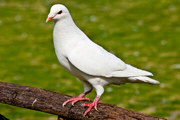 white dove on green grass