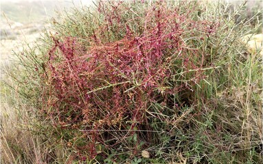 Cuscuta epithymum Parasitic Vine on Shrub with Twisting Red Stems and Tiny Flowers in Wild Habitat