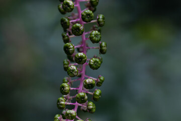 vista macro delle bacche verdi di una pianta di Phytolacca americana su sfondo sfuocato e verde...