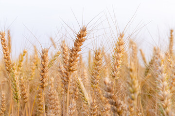 Golden ripe wheat crop
