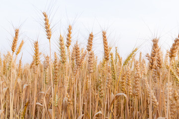 Golden ripe wheat crop