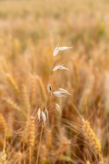 Oat plants in wheat field