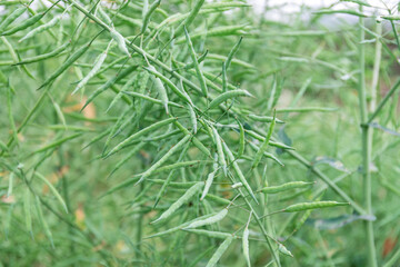Green rapeseed plants