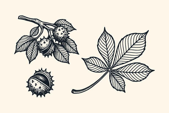 Kyiv horse chestnut leaf and nuts in bold vintage engraving style set