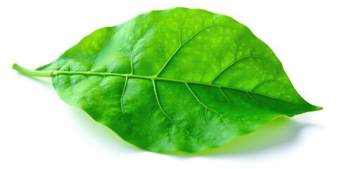 Green leaf with veins isolated on white background, botanical, organic