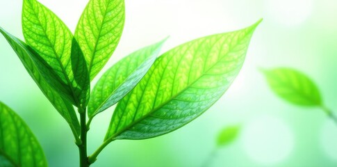 Fototapeta premium Green leaves isolated against a white background, greenery, leaf, isolated