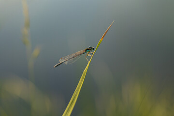 vista macro di una libellula di colore azzurro su una lunga e sottile foglia appuntita di una pianta di palude lungo un canale d'acqua in campagna, in estate