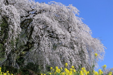 中越家のしだれ桜　満開の花姿　（高知県　仁淀川町）