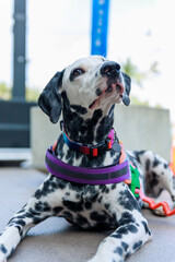 Dalmatian in Action: Spotted Elegance and Energy