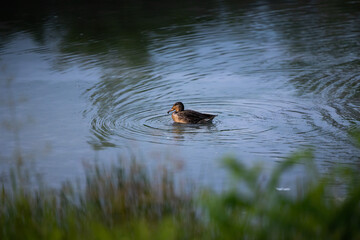 piccola anatra femmina sullo sfondo, dietro alcune piante, che nuota lentamente tra le acque ferme di una palude fluviale, di giorno, in estate