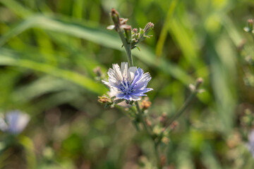 vista macro in primo piano di un fiore di color viola di cicoria comune in un ambiente naturale, di giorno, in estate