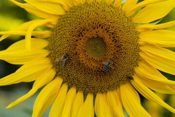 vista macro di alcune api su un fiore di girasole, di giorno, in estate, in un ambiente naturale