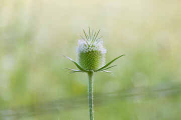close-up flower of slit-leaved teasel, close-up Dipsacus laciniatus, small white flowers of teasel, green background