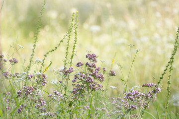 beautiful wild meadow for insects and butterflies, wild meadow with pink blossoming flowers, willow...