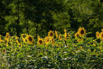 dettagli di un campo di girasoli maturi, di giorno, in estate, in un ambiente naturale di campagna, in Italia