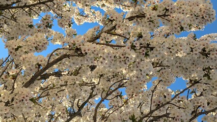 White spring flowers, cherry blossom on blue sky background
