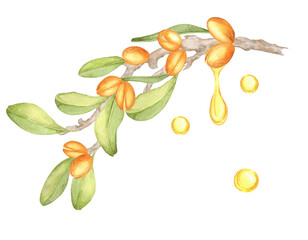 A watercolor illustration of an argan branch dripping golden oil with vibrant green leaves and orange fruits. Suitable for eco-friendly packaging, organic product labels, or wall art.
