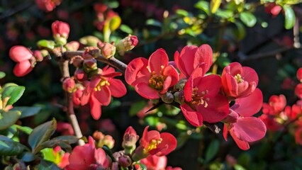 Red flowers of Chaenomeles japonica, called the Japanese quince or apple quince