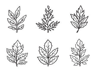 Mango Sage Line Art Botanical Illustration 