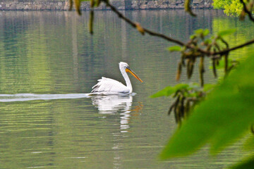 great white pelican