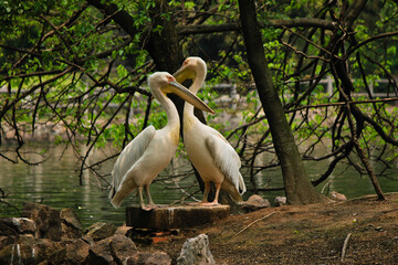 great white pelican