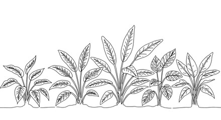 Botanical Line Art Illustration of Plants and Flowers